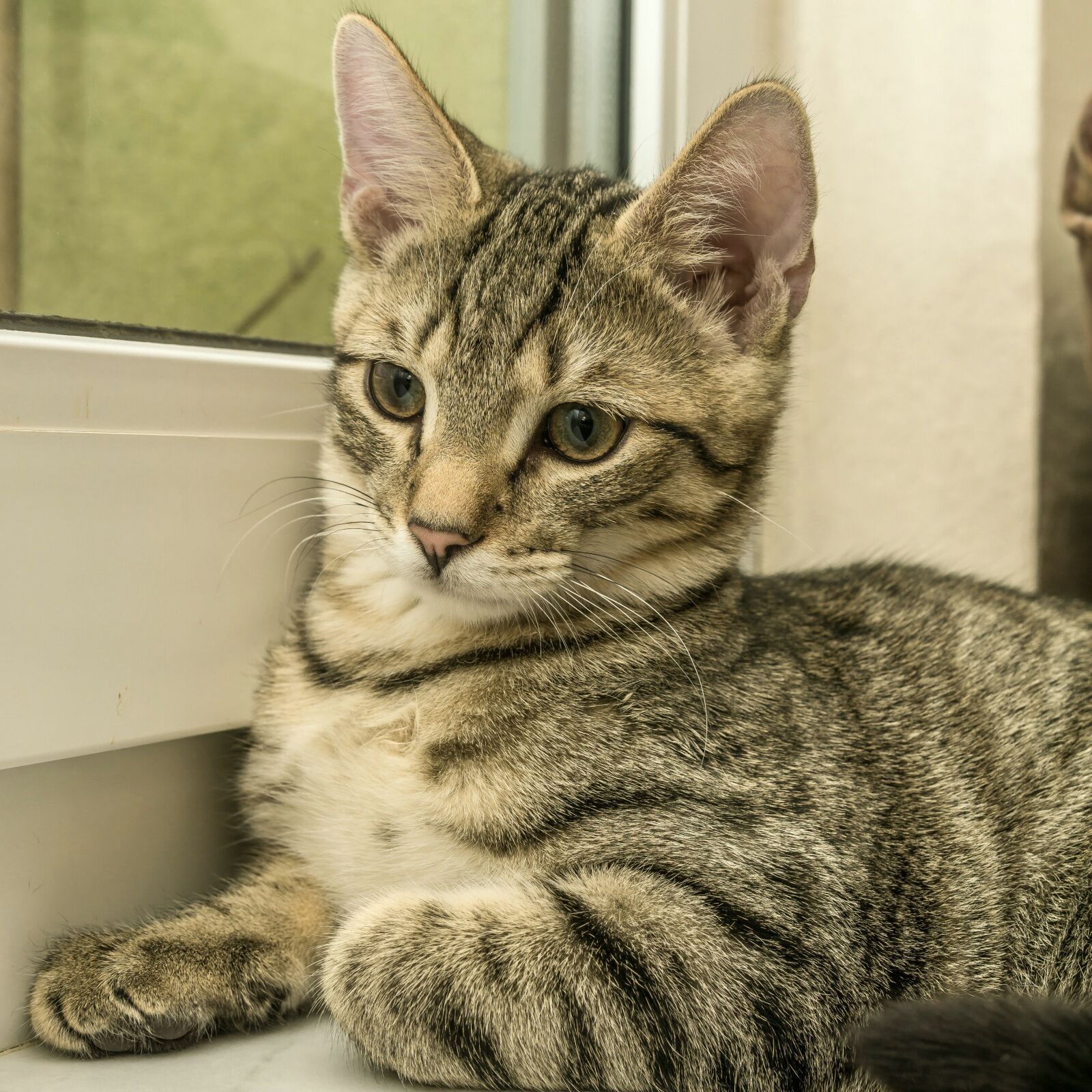30mm F1.4 DC DN | Contemporary 016 sample photo. Cat, small, mackerel photography