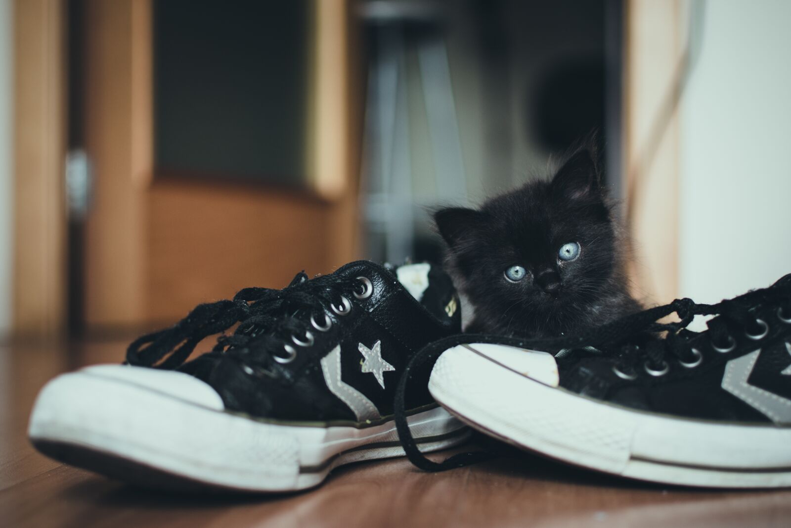 Nikon D7200 sample photo. Animal, cat, cute photography