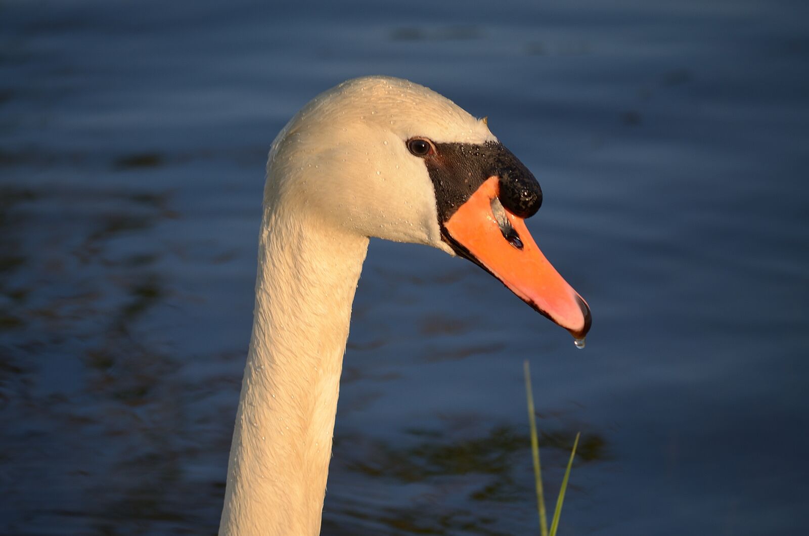 Nikon D5100 sample photo. Animal world, water bird photography