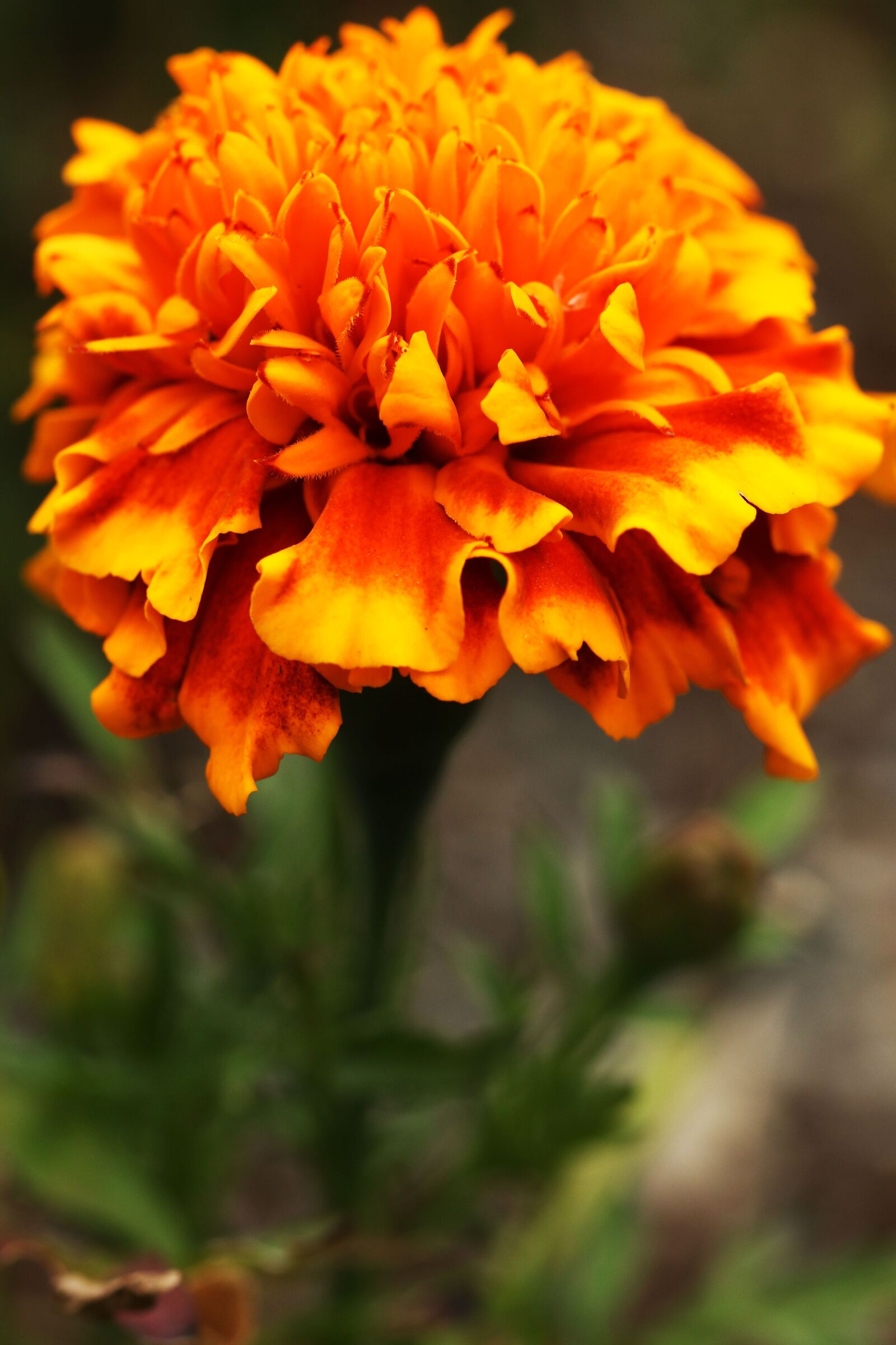 Canon EOS 7D Mark II sample photo. Flower, garden flower, summer photography