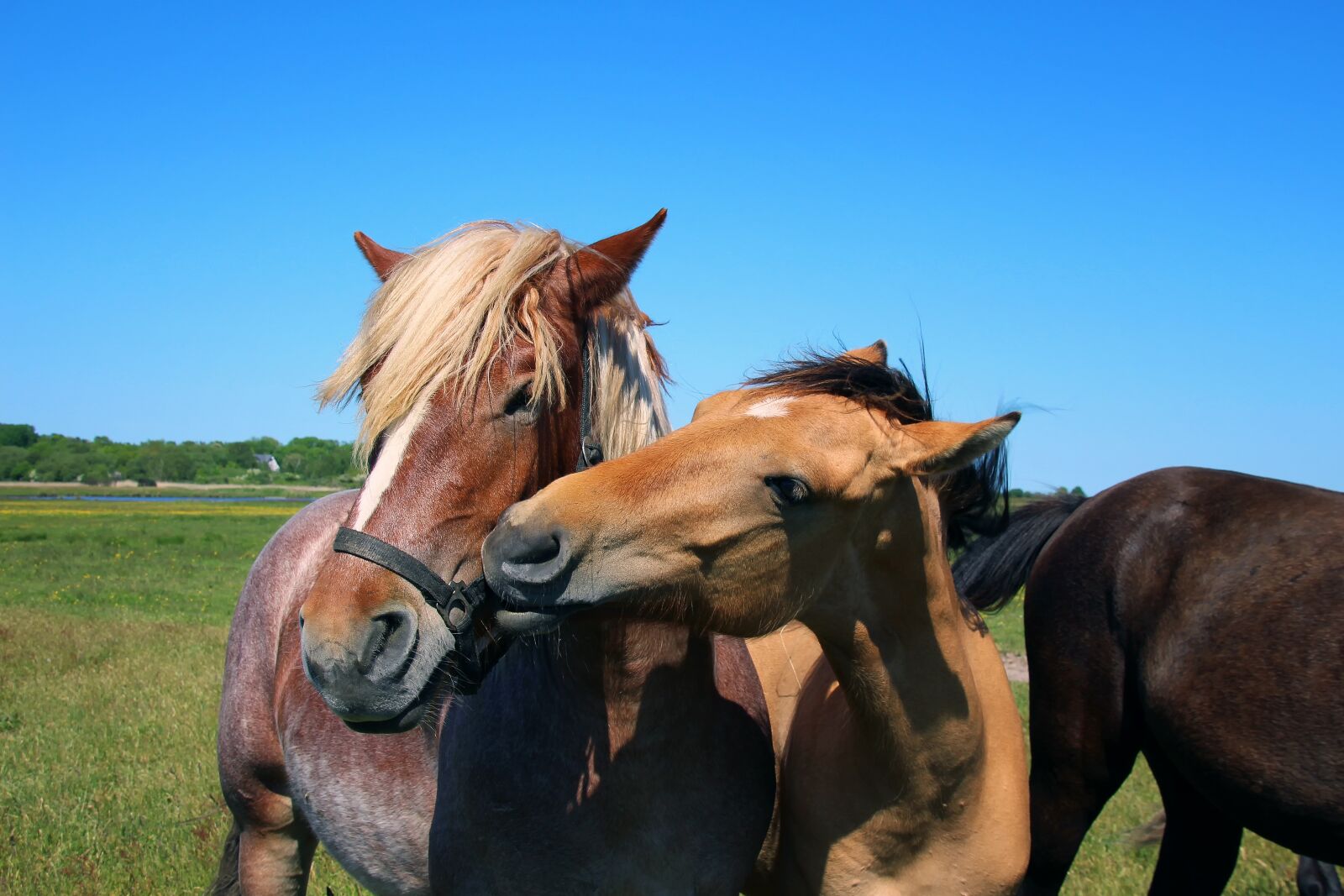 Canon EOS 700D (EOS Rebel T5i / EOS Kiss X7i) sample photo. Horses, nature, landscape photography