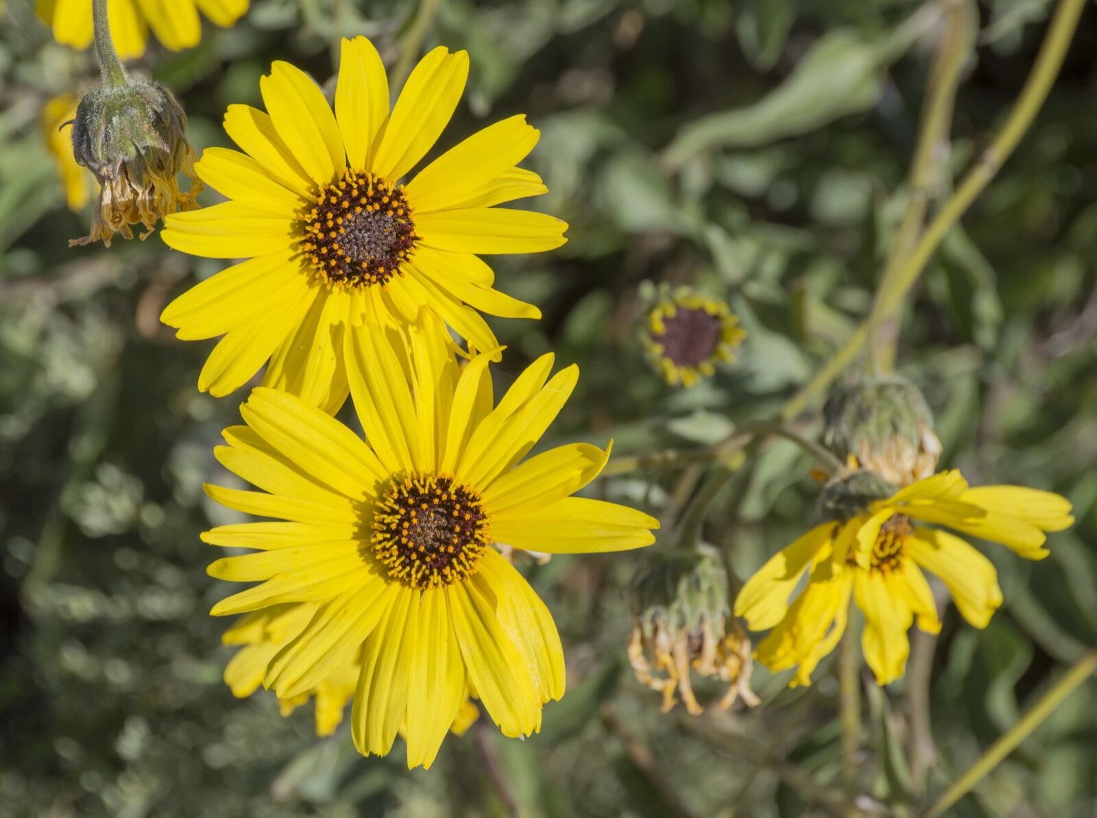 Nikon D3200 sample photo. Flowers, field, nature photography