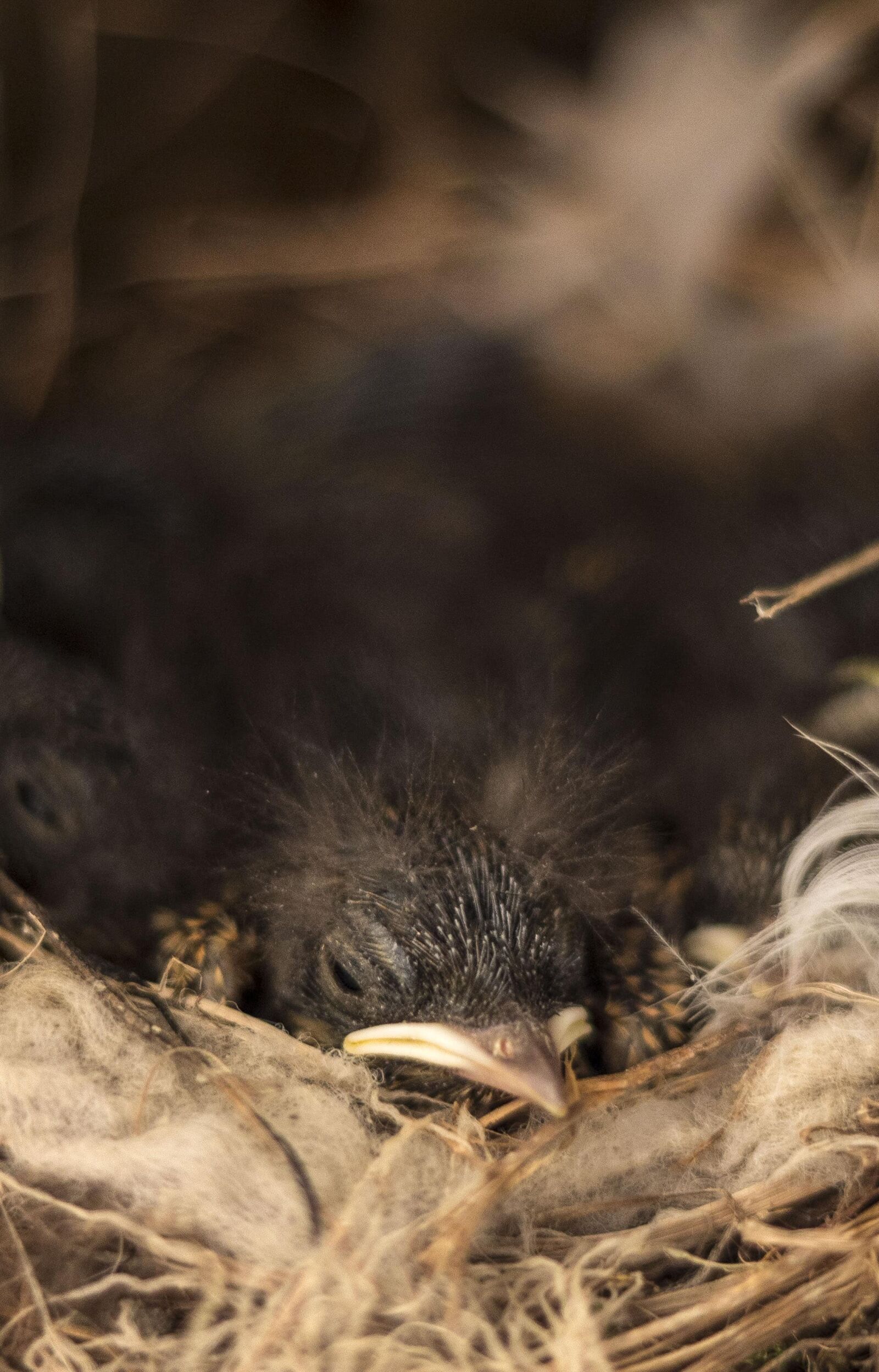Canon EOS 1300D (EOS Rebel T6 / EOS Kiss X80) sample photo. Avian, bird, chick, nest photography