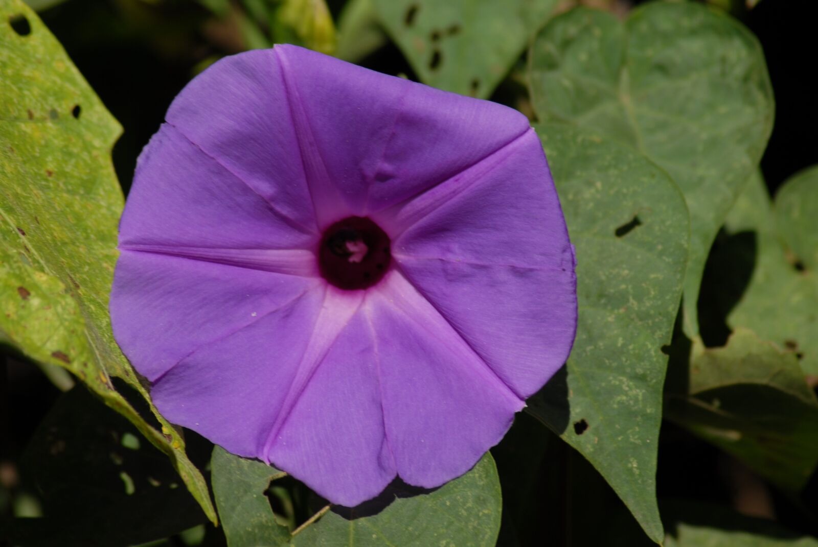 Nikon D200 sample photo. Purple flower, regional, flowers photography