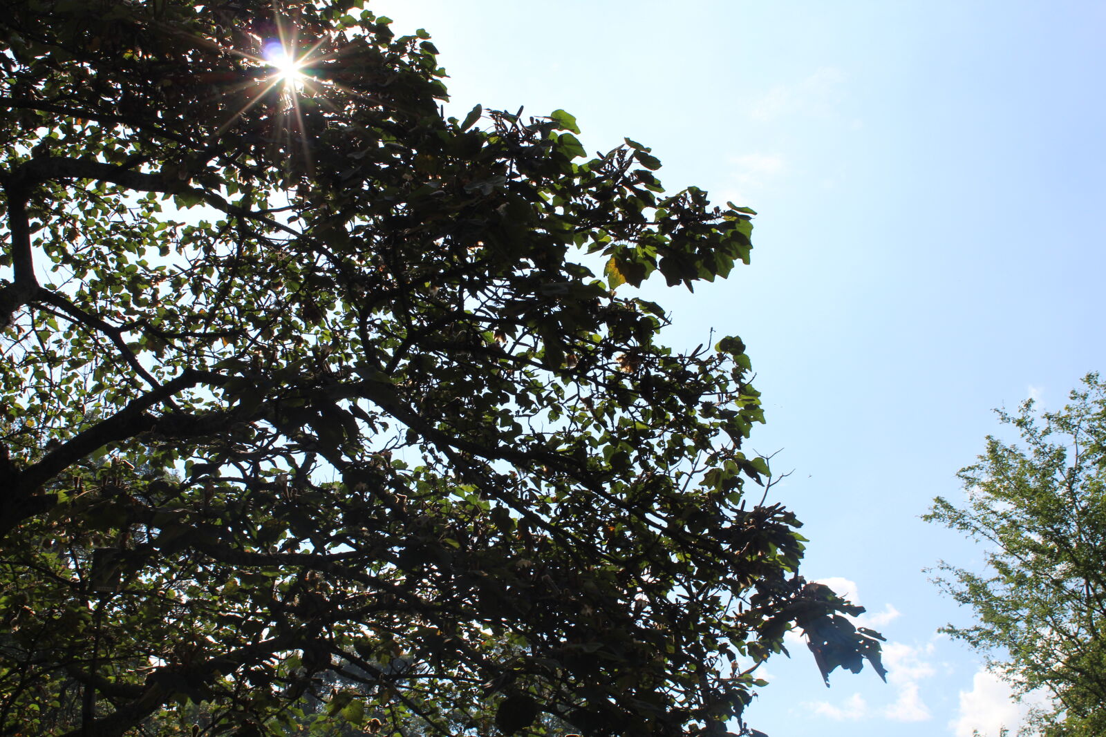 Canon EOS 1300D (EOS Rebel T6 / EOS Kiss X80) sample photo. Nature, sun, three photography