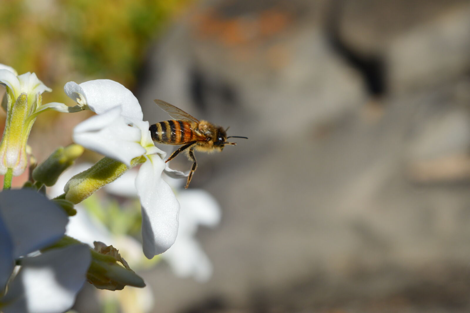 Nikon D3200 sample photo. Bee photography