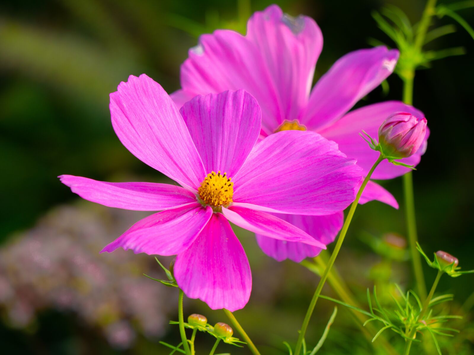 LUMIX G VARIO 100-300/F4.0-5.6II sample photo. Flowers, cosmea, pink photography