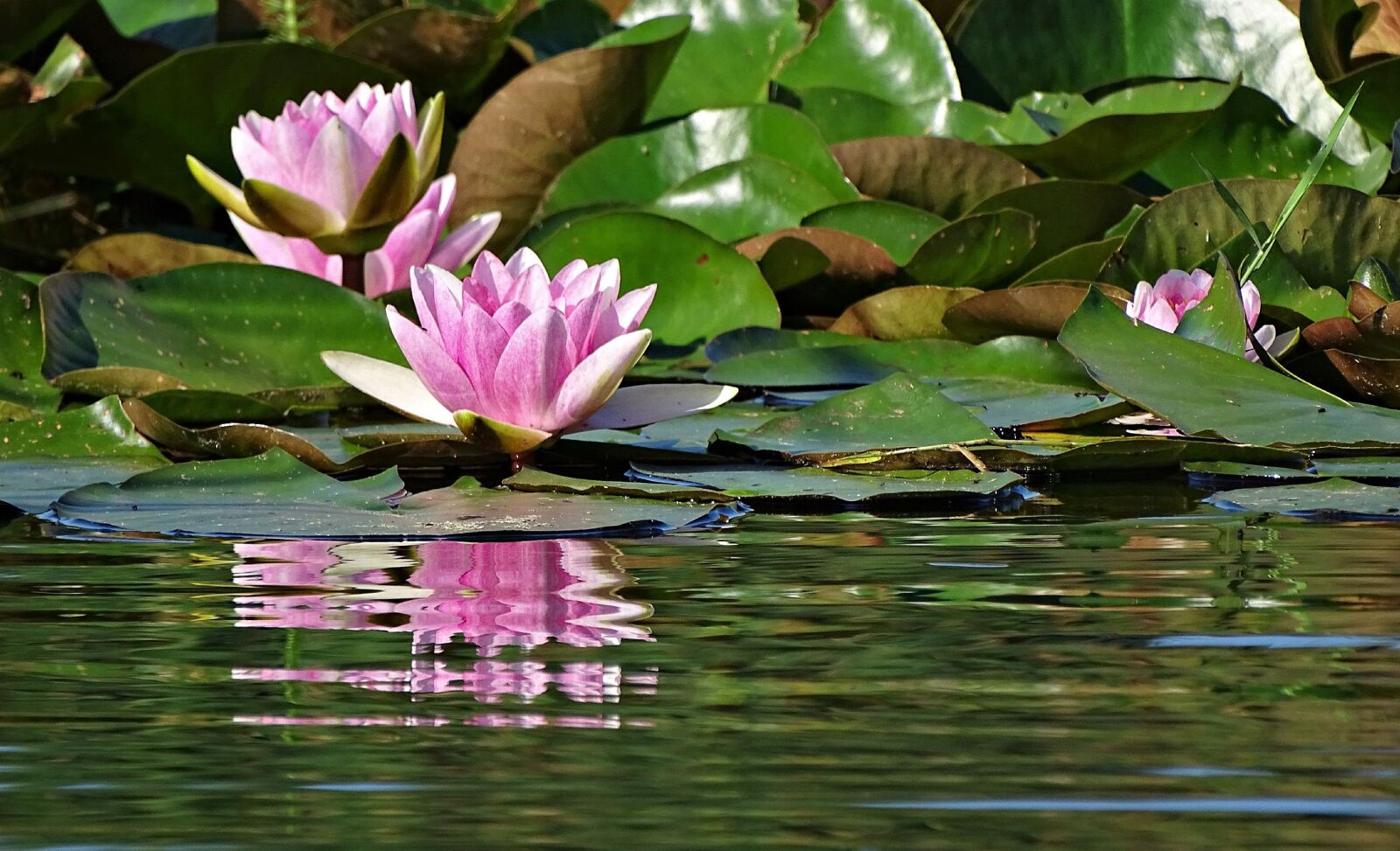 Sony Cyber-shot DSC-HX400V sample photo. Puddle, lotus, flower photography