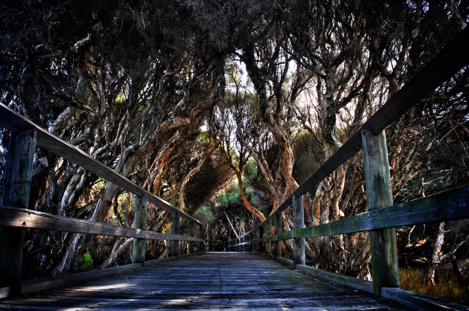 Nikon D90 sample photo. Boardwalk, trees, nature photography