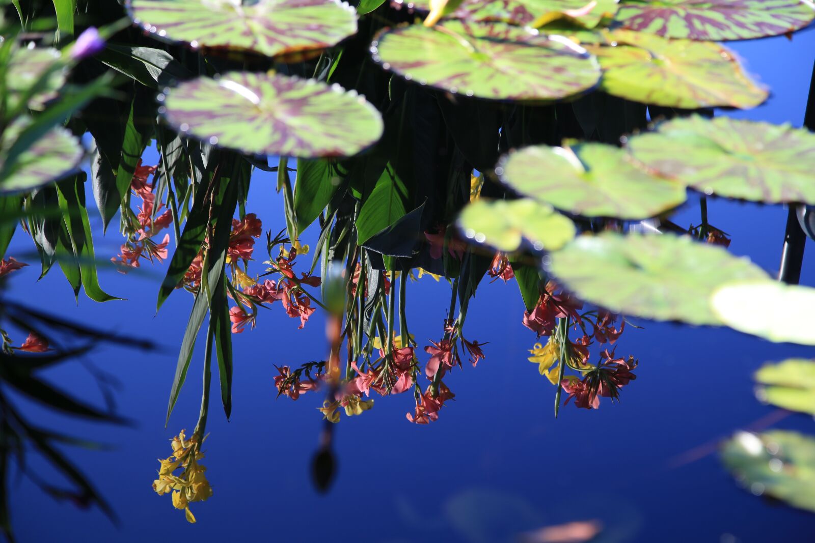 Canon EOS 6D + Canon EF 24-105mm F4L IS USM sample photo. Pond, lotus leaf, plants photography