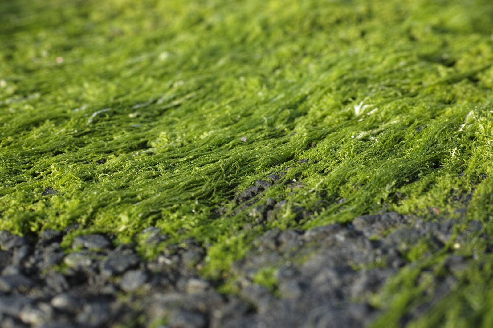 Sigma DP3 Merrill sample photo. Moss, nature, open air photography