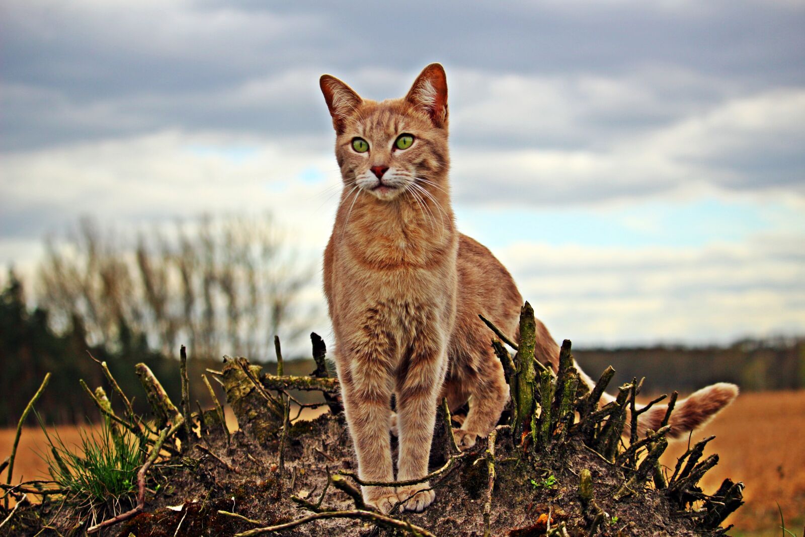 Canon EOS 100D (EOS Rebel SL1 / EOS Kiss X7) sample photo. Cat, kitten, mackerel photography