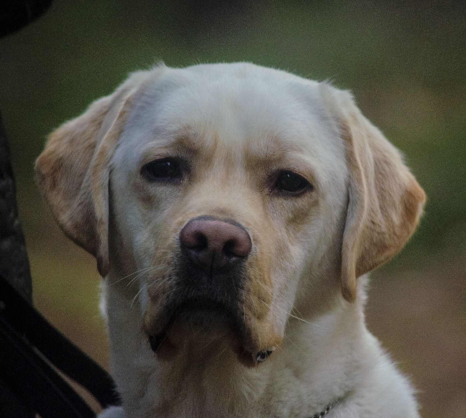 Nikon D5100 sample photo. Dog, labrador, pet photography