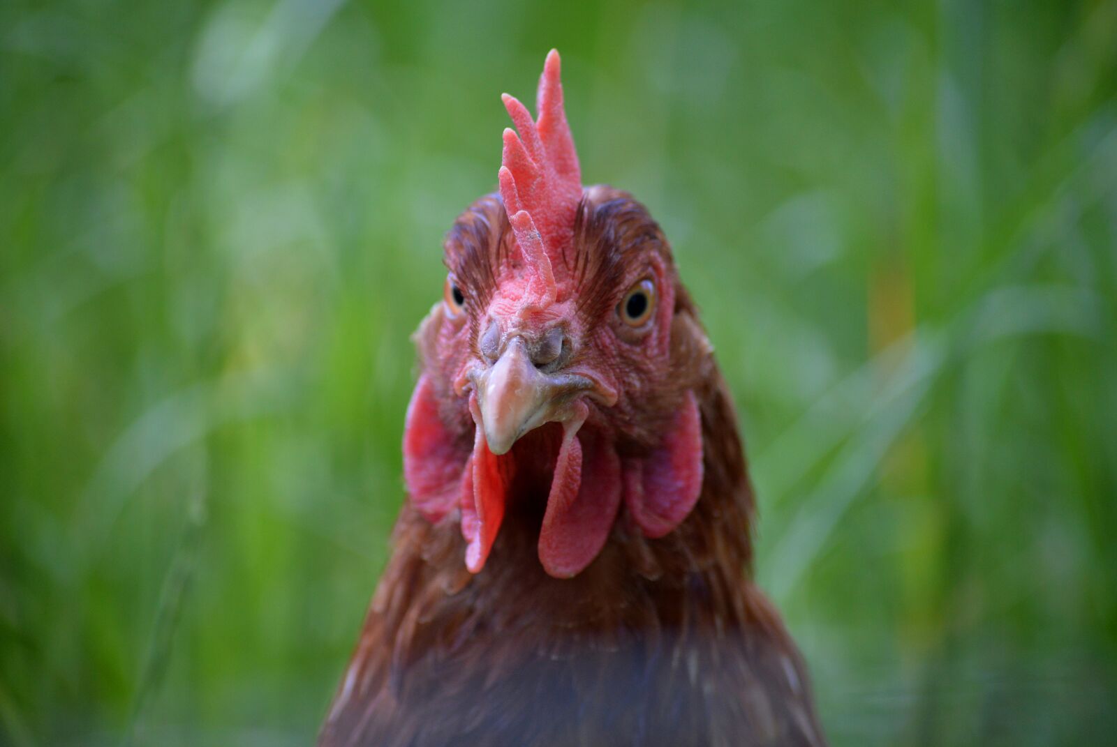 Nikon D3200 sample photo. Chicken, hen, poultry photography