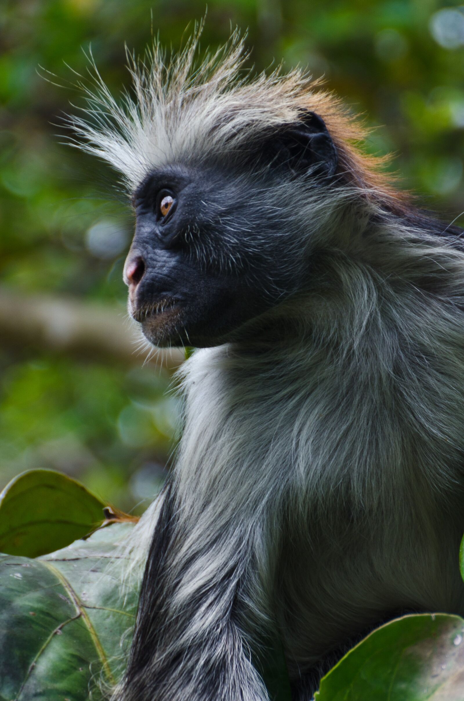 Nikon D7000 sample photo. Red colobus monkey, monkey photography