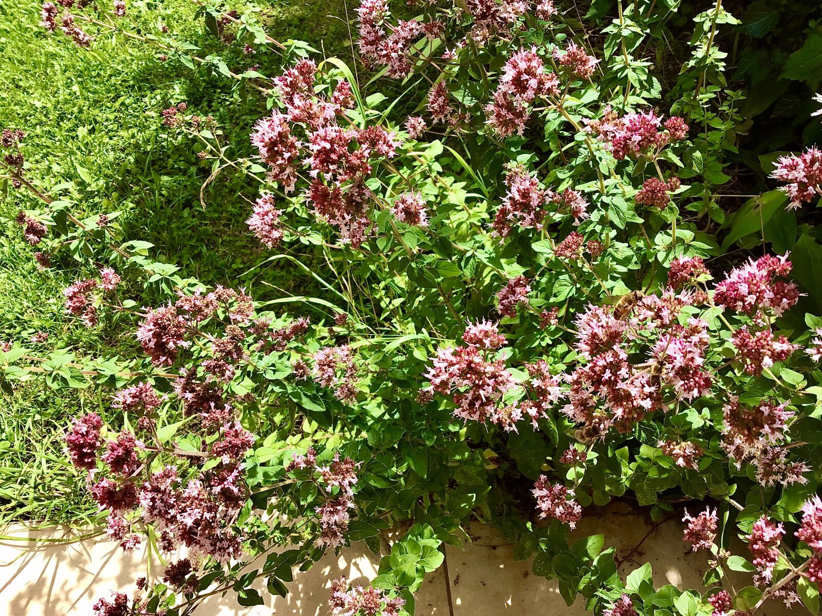 Apple iPad (6th generation) sample photo. Oregano, spice, blossom photography