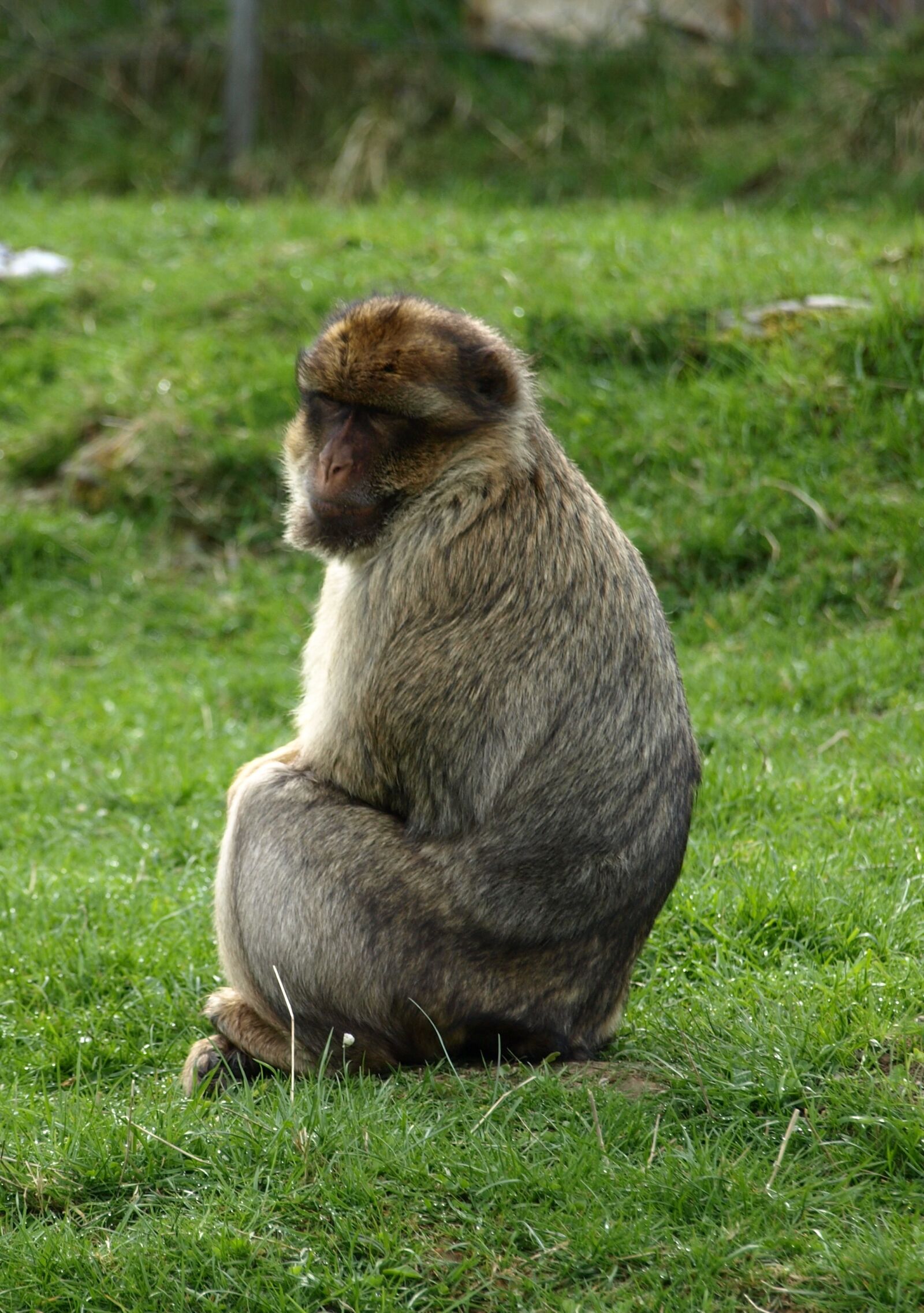 Olympus E-510 (EVOLT E-510) sample photo. Barbary ape, monkey, animals photography