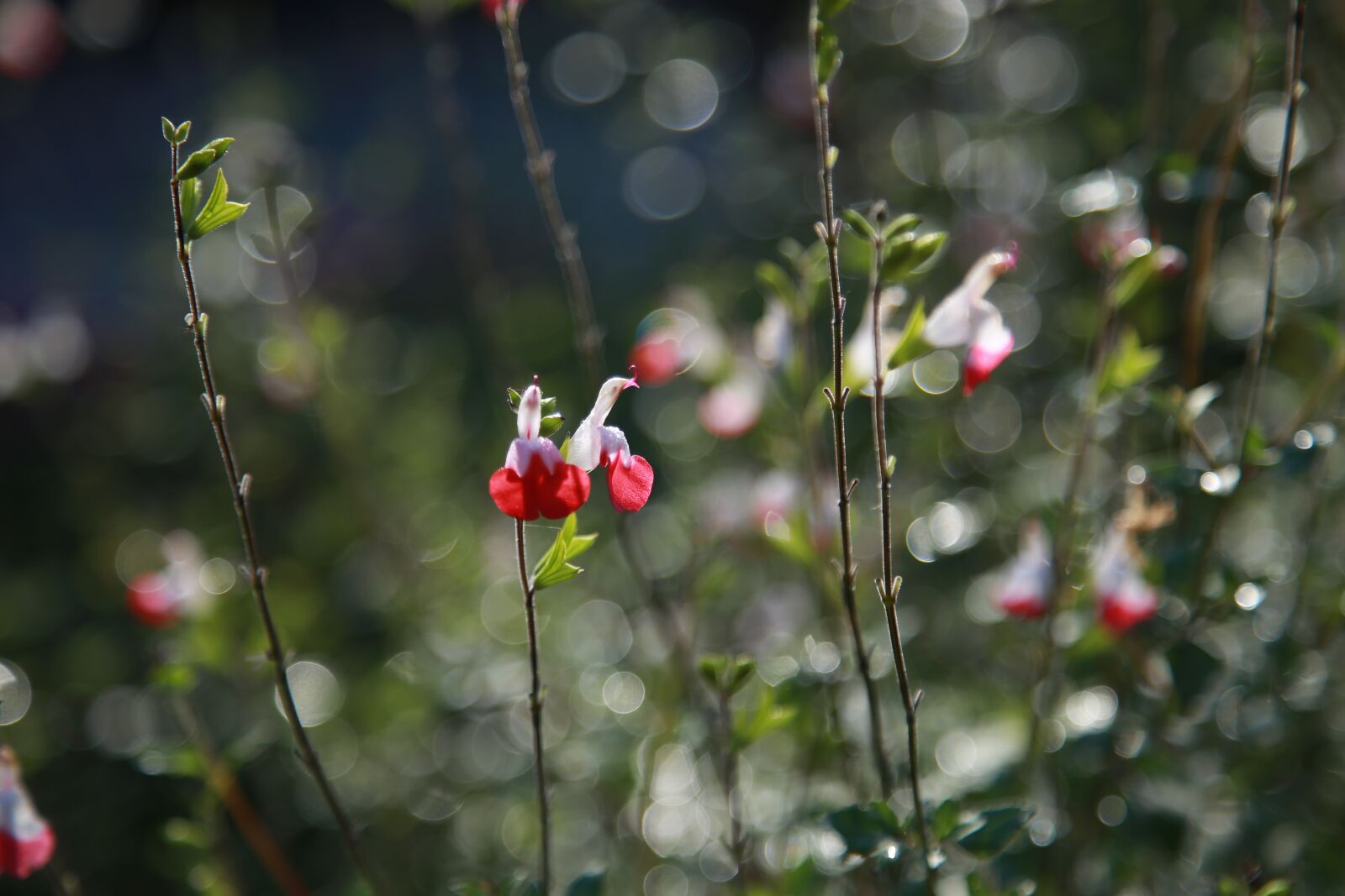 Canon EOS 6D + Canon EF 24-105mm F4L IS USM sample photo. Flowers, nature, plants photography