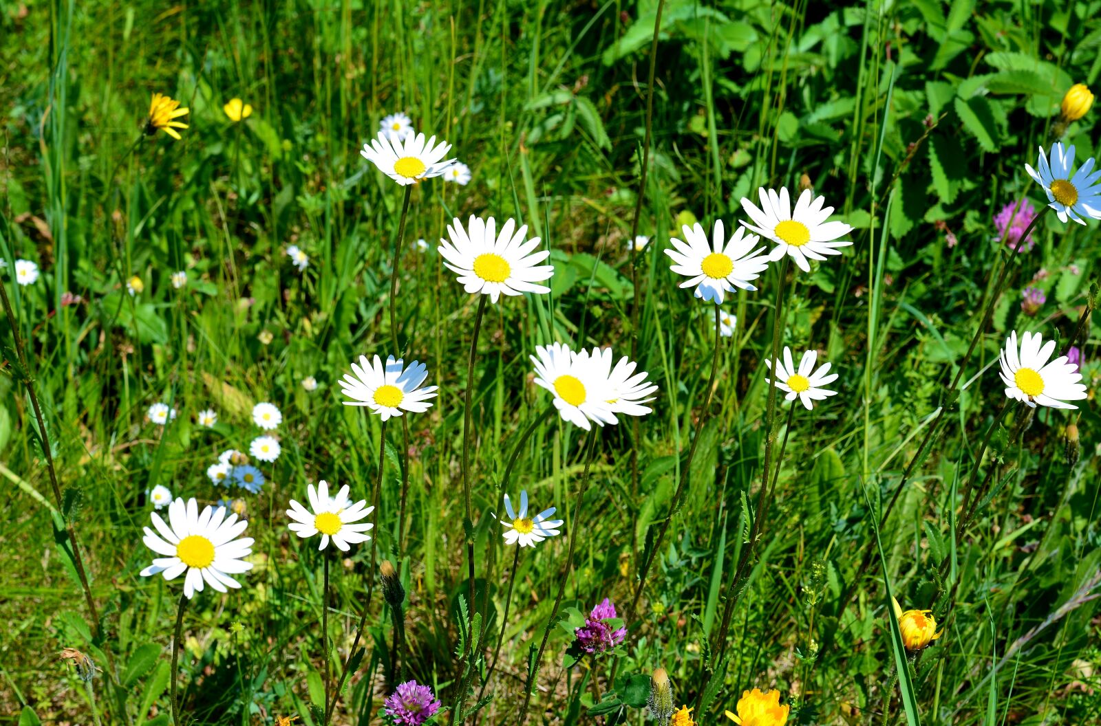 Nikon D5200 sample photo. Meadow, spring, flowers photography