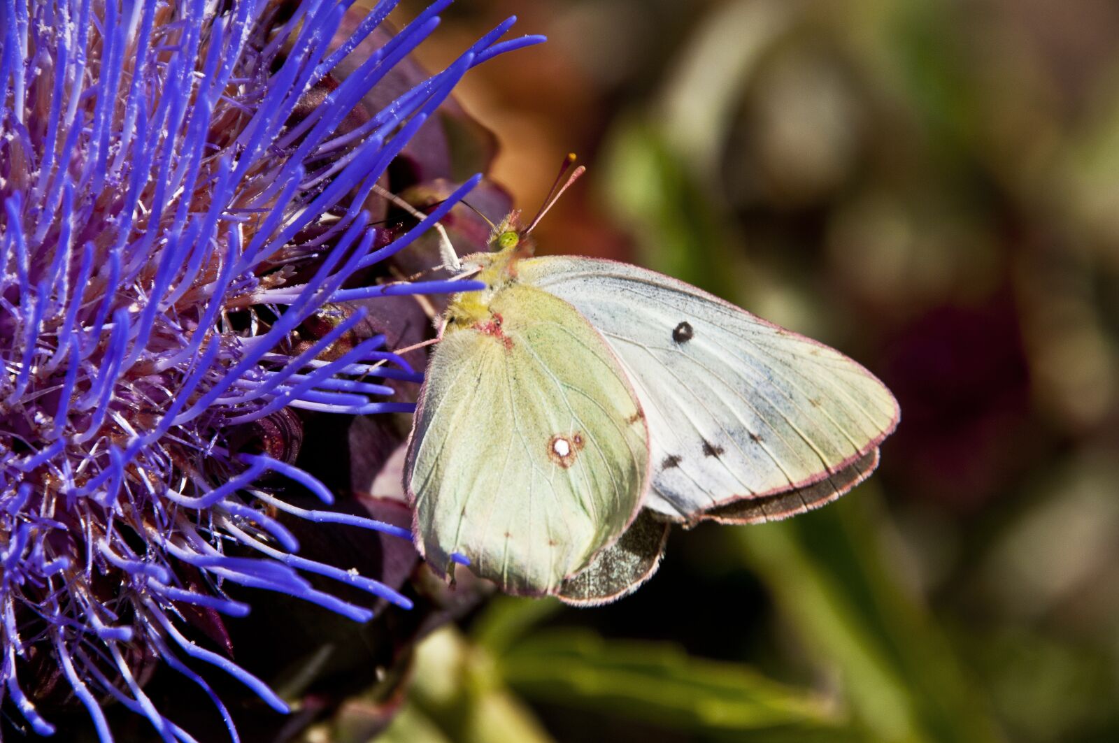 Nikon D300S sample photo. Nature, insect, butterfly photography