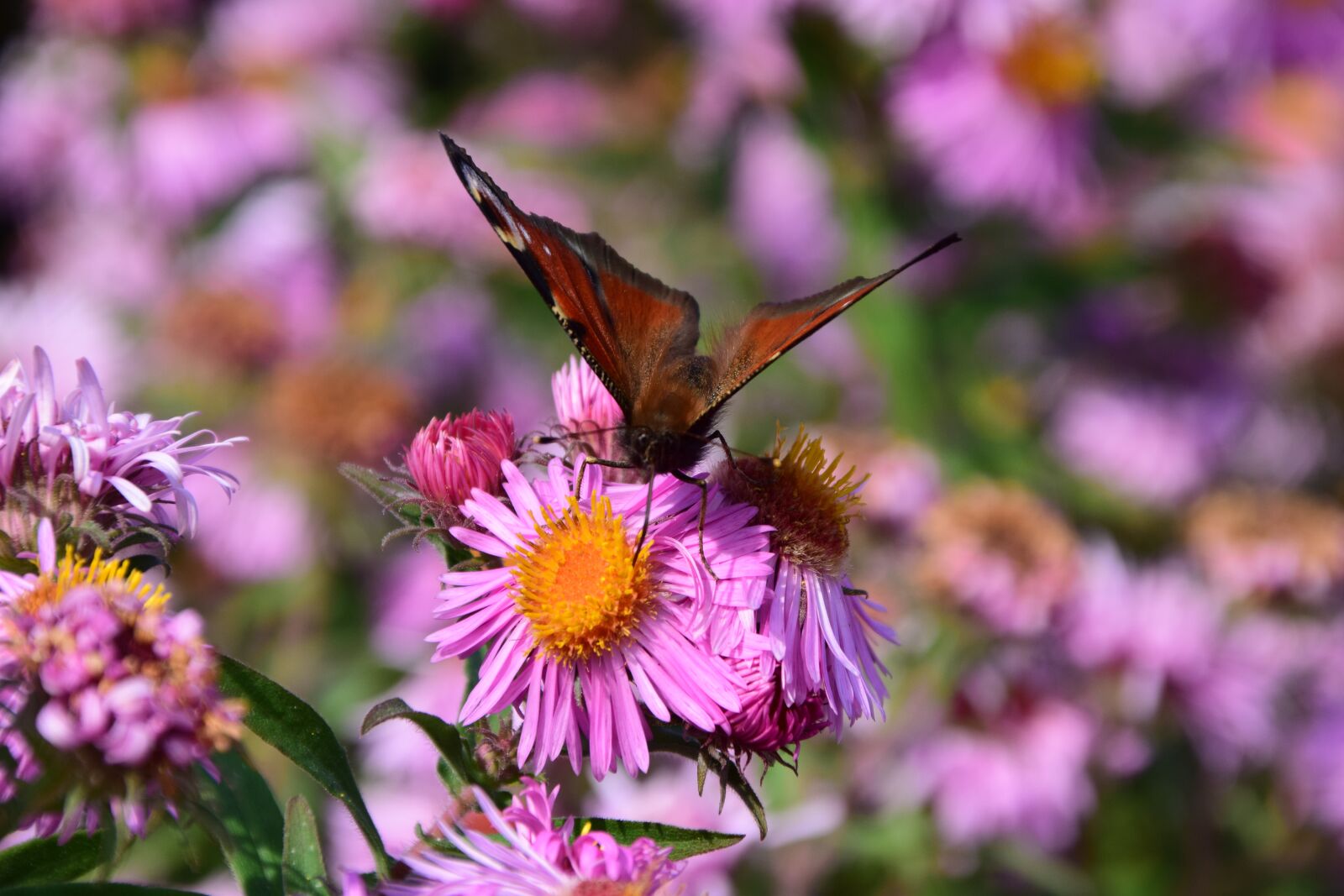 Nikon D3300 sample photo. Aster, butterfly, blossom photography