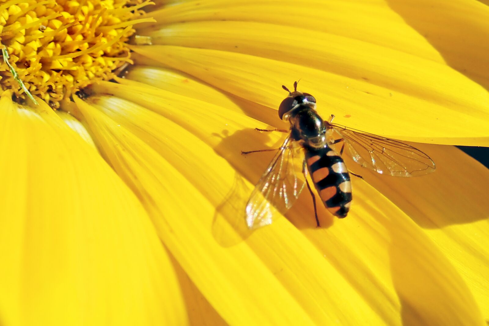 Olympus TG-5 sample photo. Hover fly, insect, flower photography