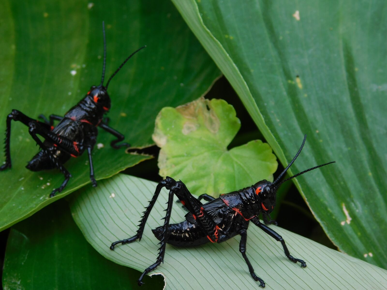 Nikon Coolpix B500 sample photo. Animals, insects, macro photography
