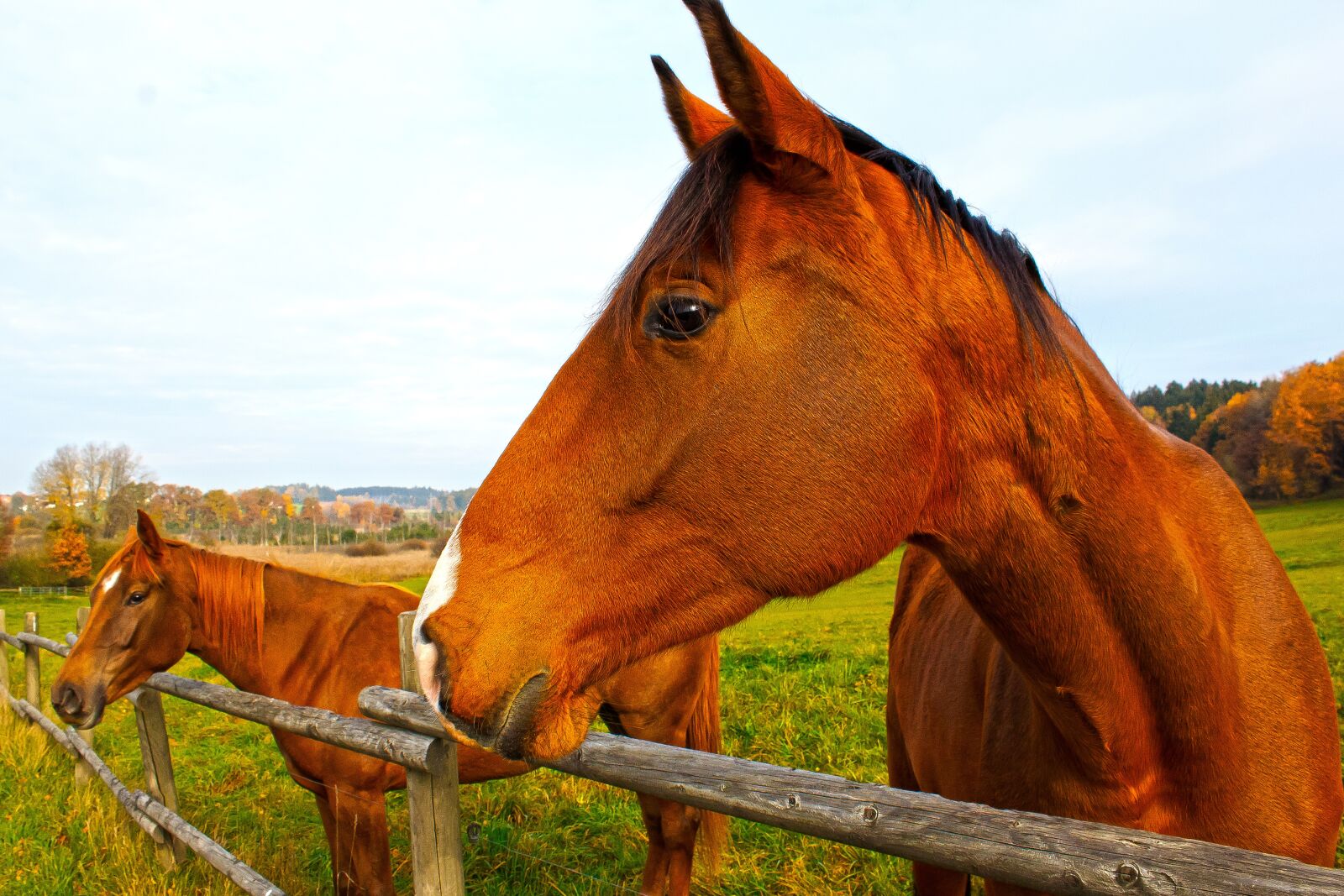 Canon EOS 1300D (EOS Rebel T6 / EOS Kiss X80) sample photo. Horse, brown, fuchs photography