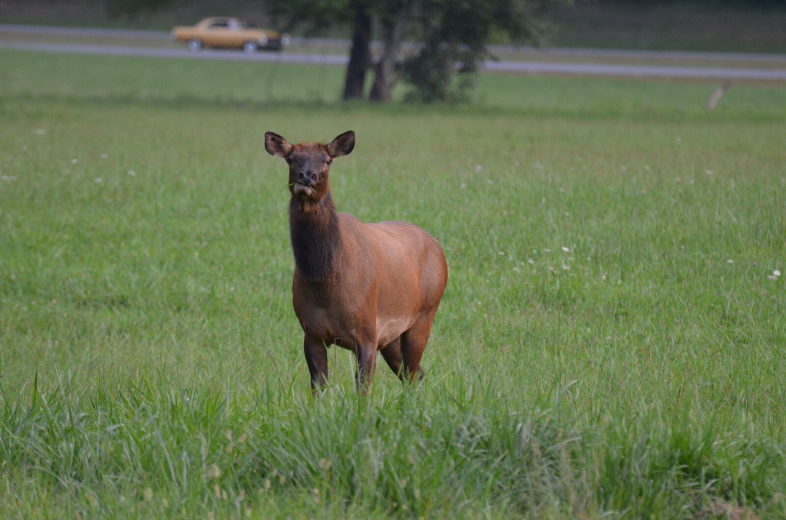 Nikon D5100 sample photo. Momentum bull, momentum, mammal photography