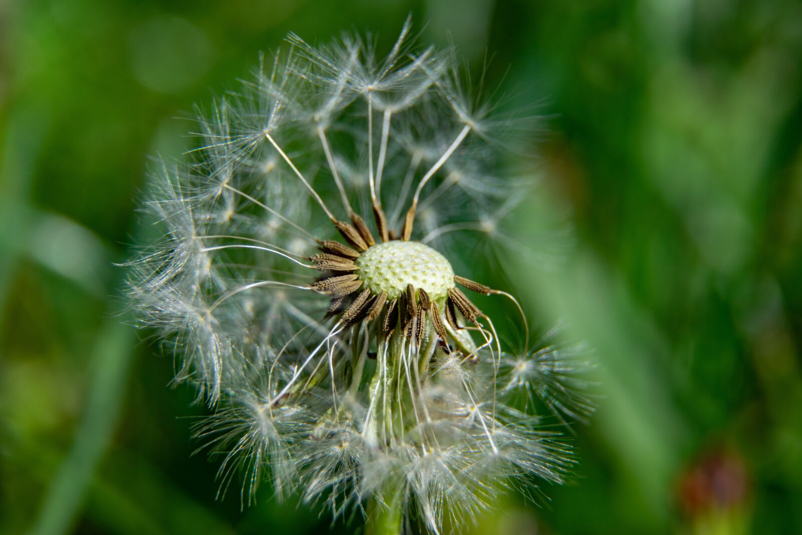 Nikon D3300 sample photo. Garden, flower, dandelion photography