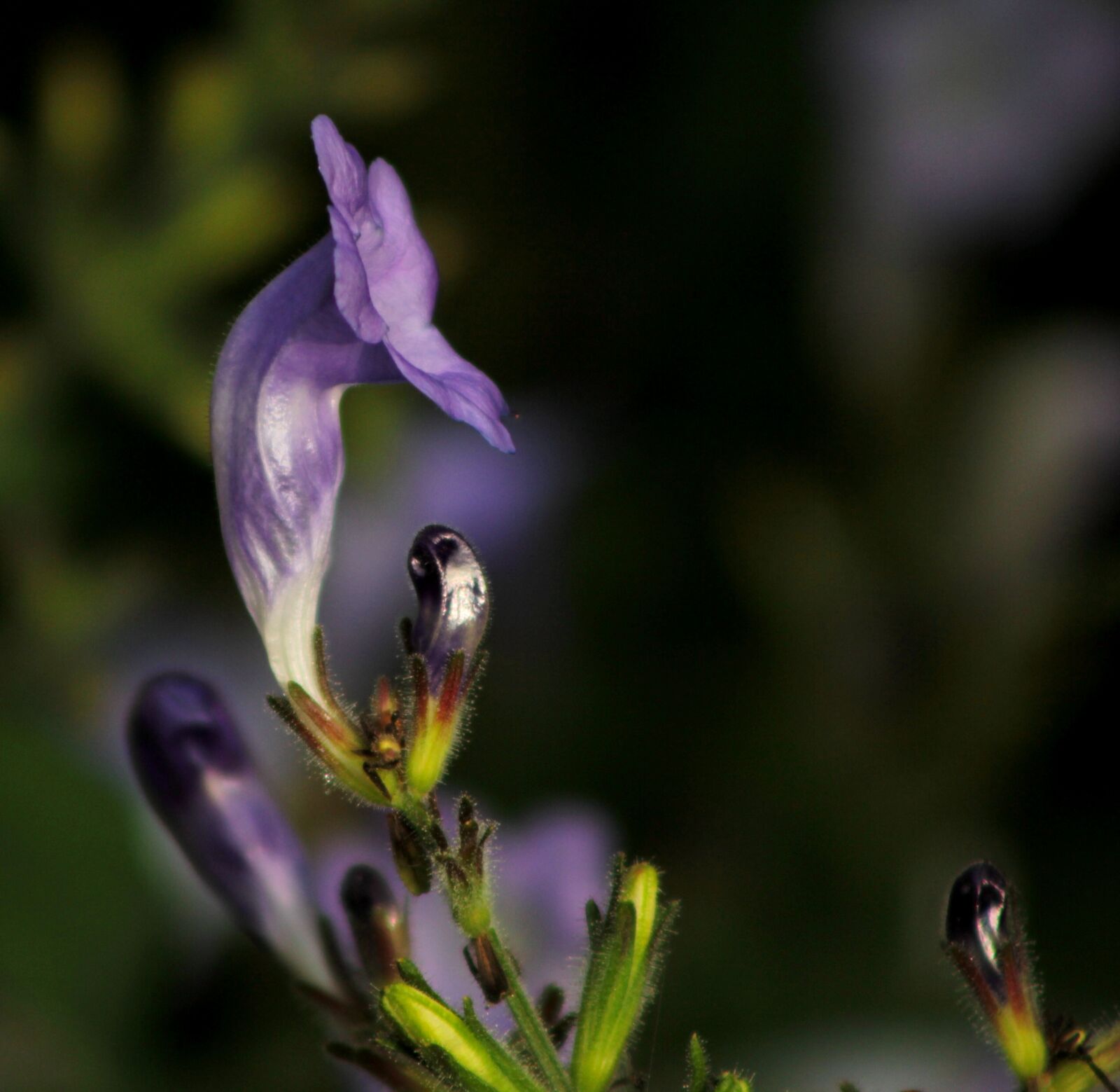 Canon EOS 600D (Rebel EOS T3i / EOS Kiss X5) sample photo. Strobilanthes, flower, garden photography