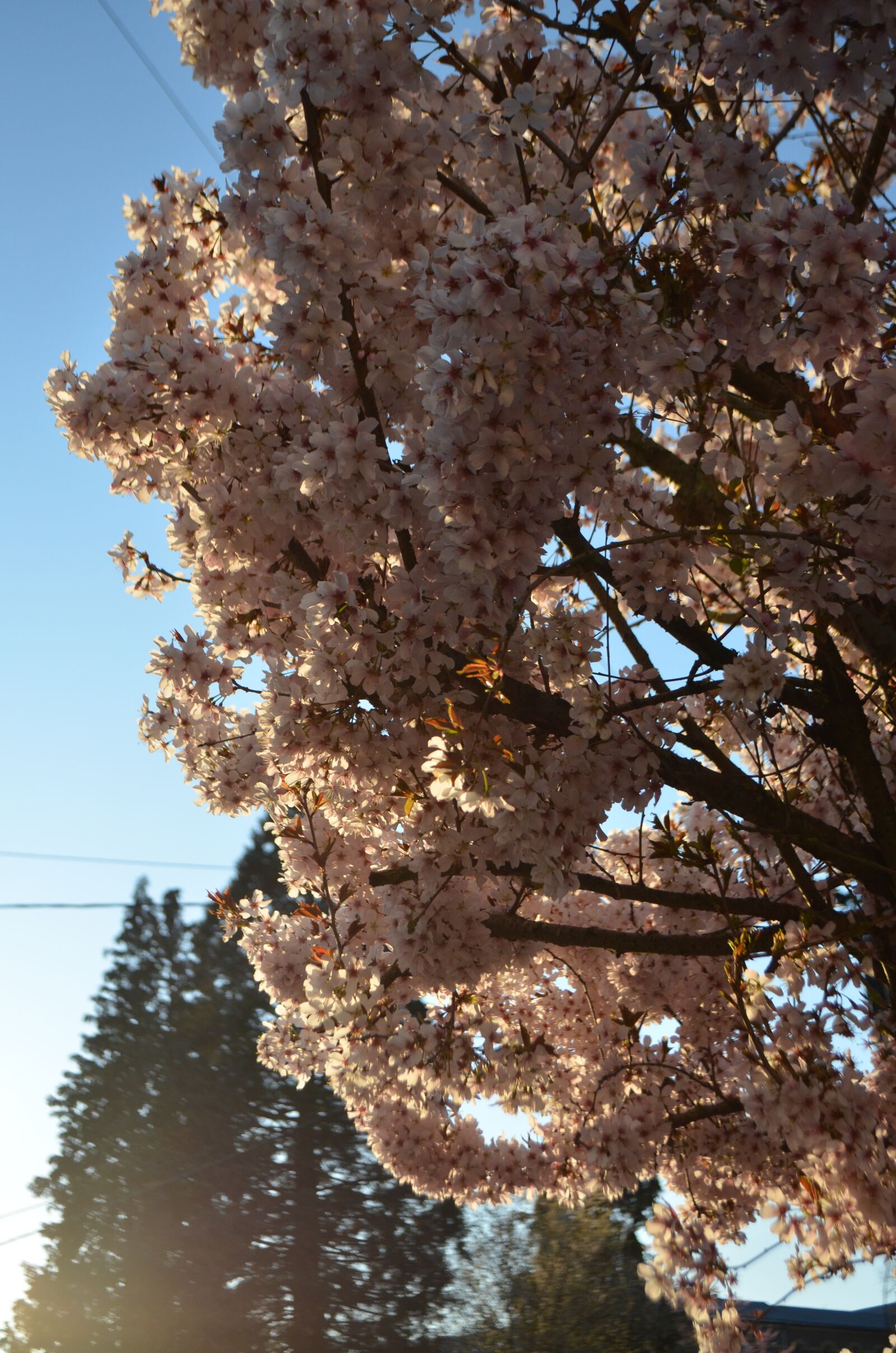 Nikon D5100 sample photo. Flowers, spring, tree photography