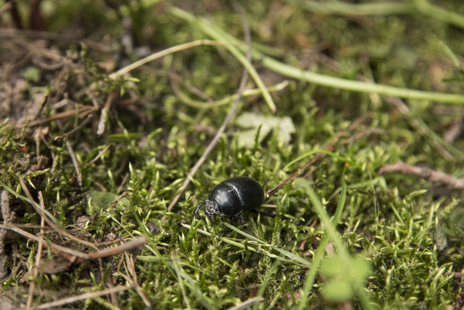 Canon EOS 70D + Canon EF 24-105mm F4L IS USM sample photo. The little old beetle photography