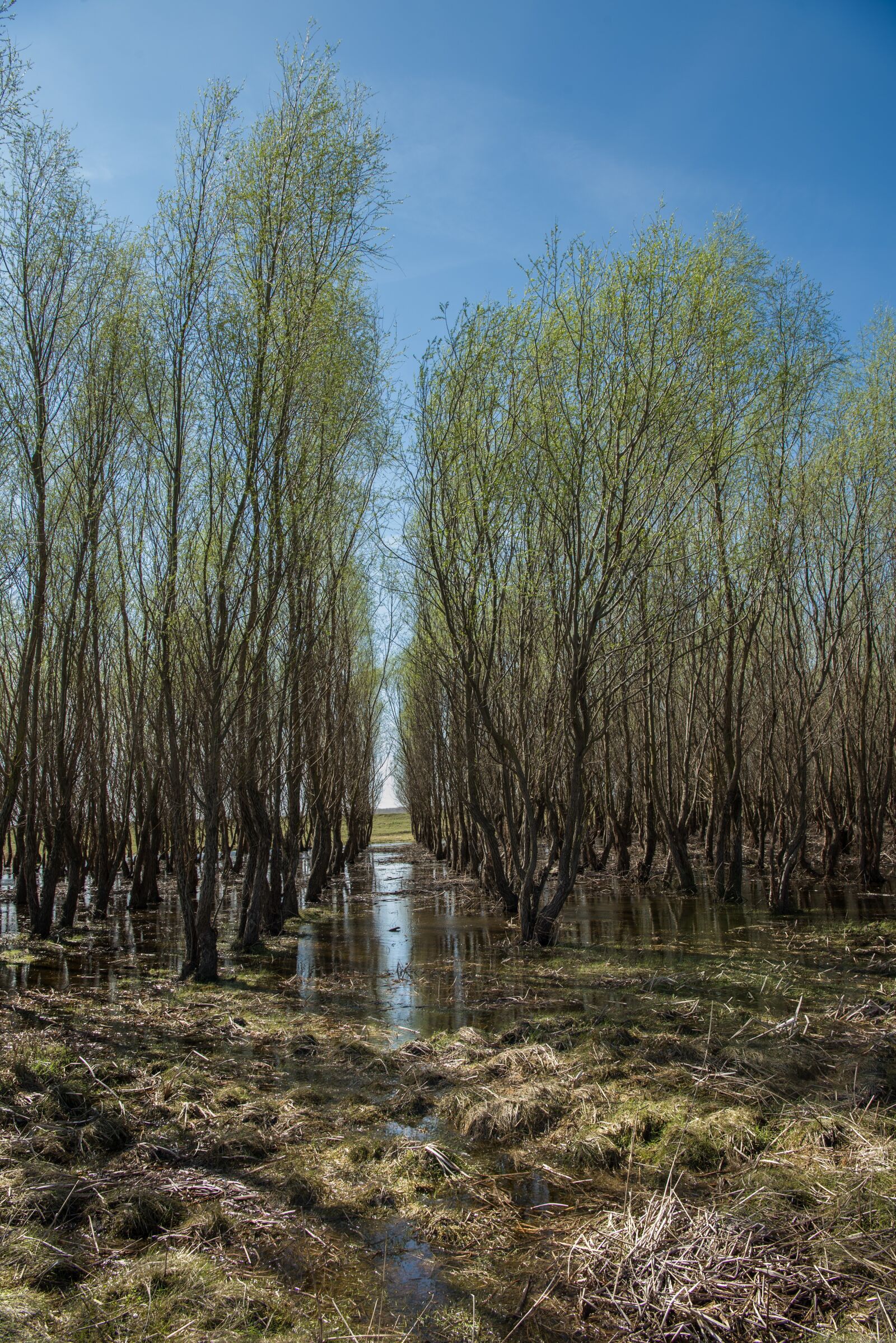 Nikon D750 sample photo. Springtime photography