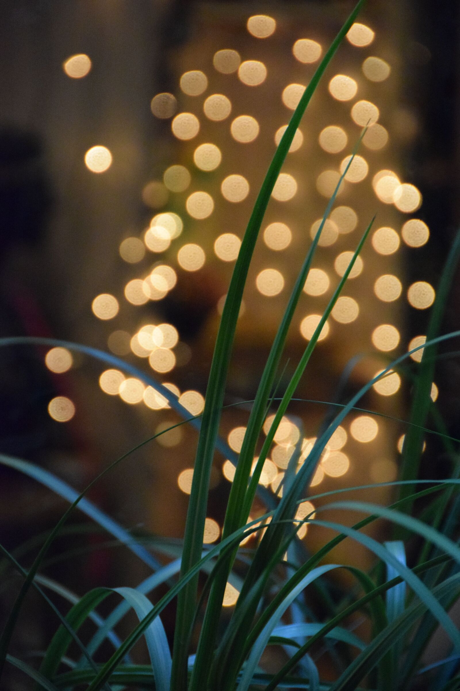 Nikon D5300 sample photo. Plant, light, green photography