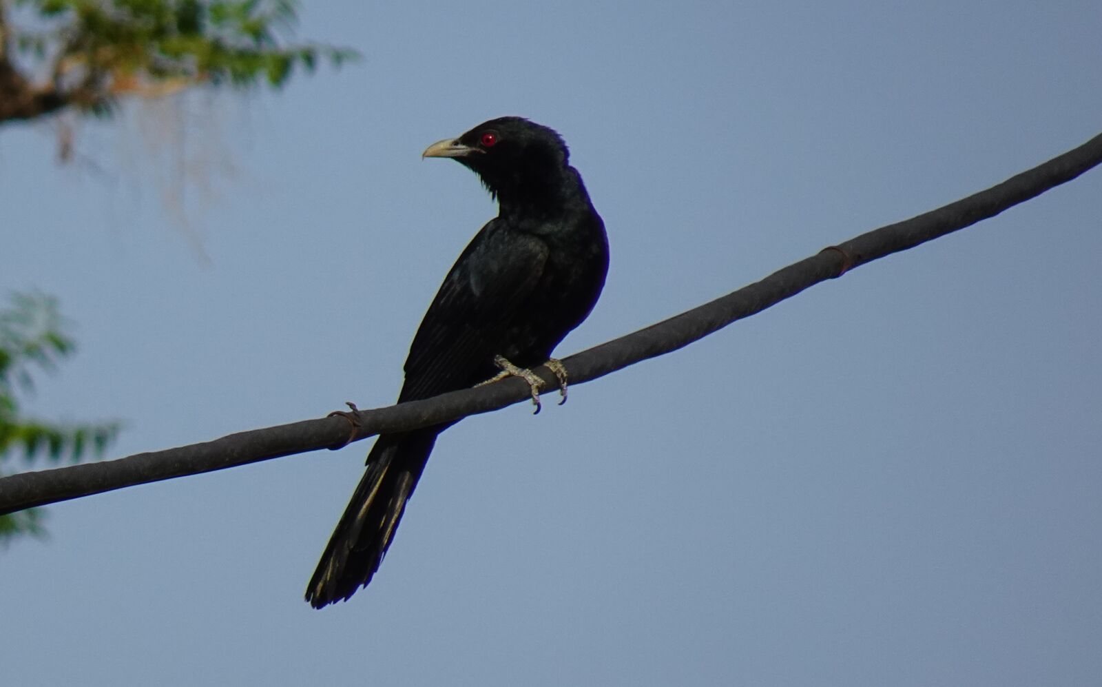 Sony DSC-WX800 sample photo. Bird, koel, songbird photography