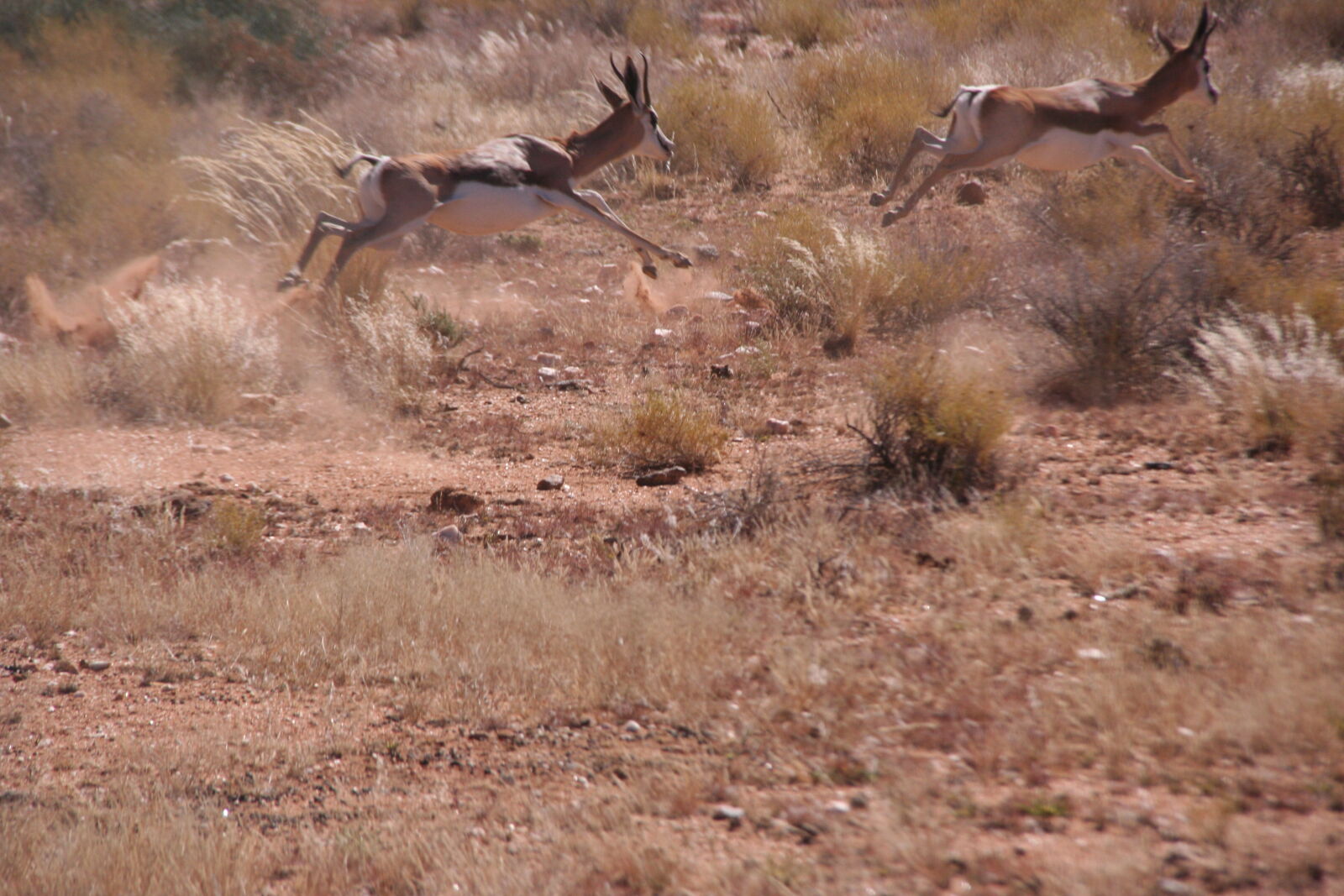 Canon EOS 350D (EOS Digital Rebel XT / EOS Kiss Digital N) sample photo. Springbok, in, action photography