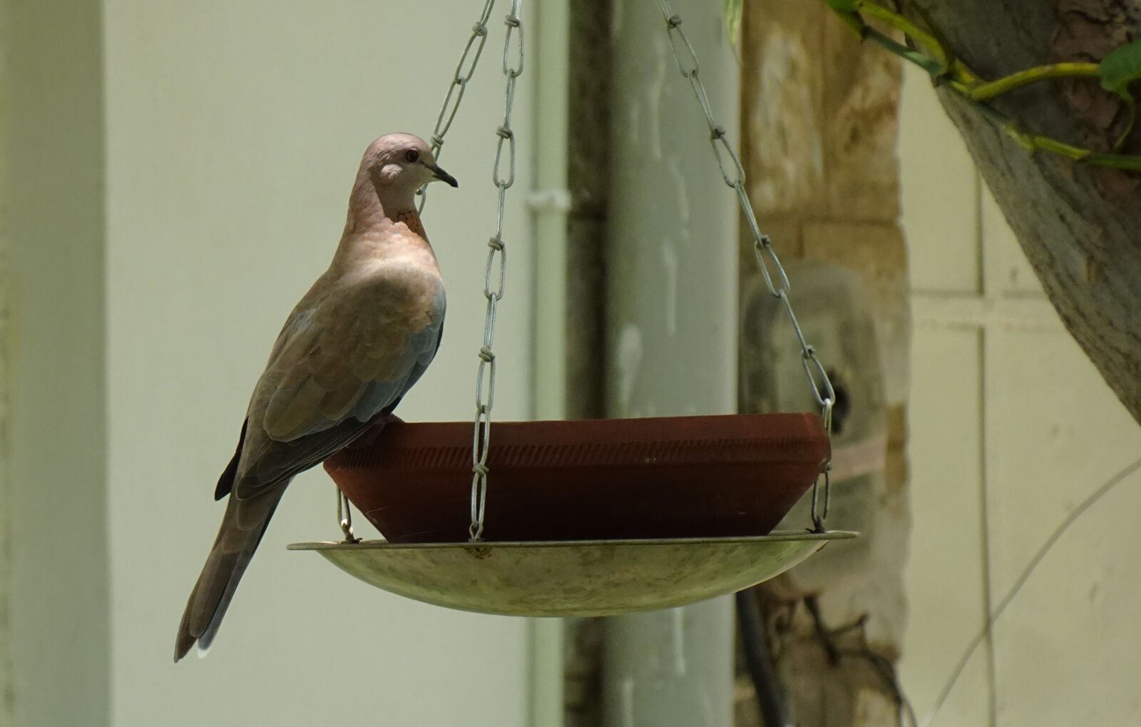Sony DSC-WX800 sample photo. Dove, bird, laughing photography