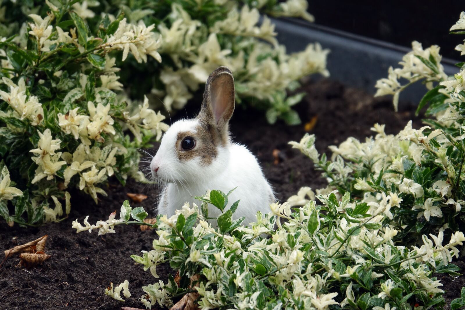 Sony Cyber-shot DSC-RX10 III sample photo. Bunny, young rabbit, animal photography