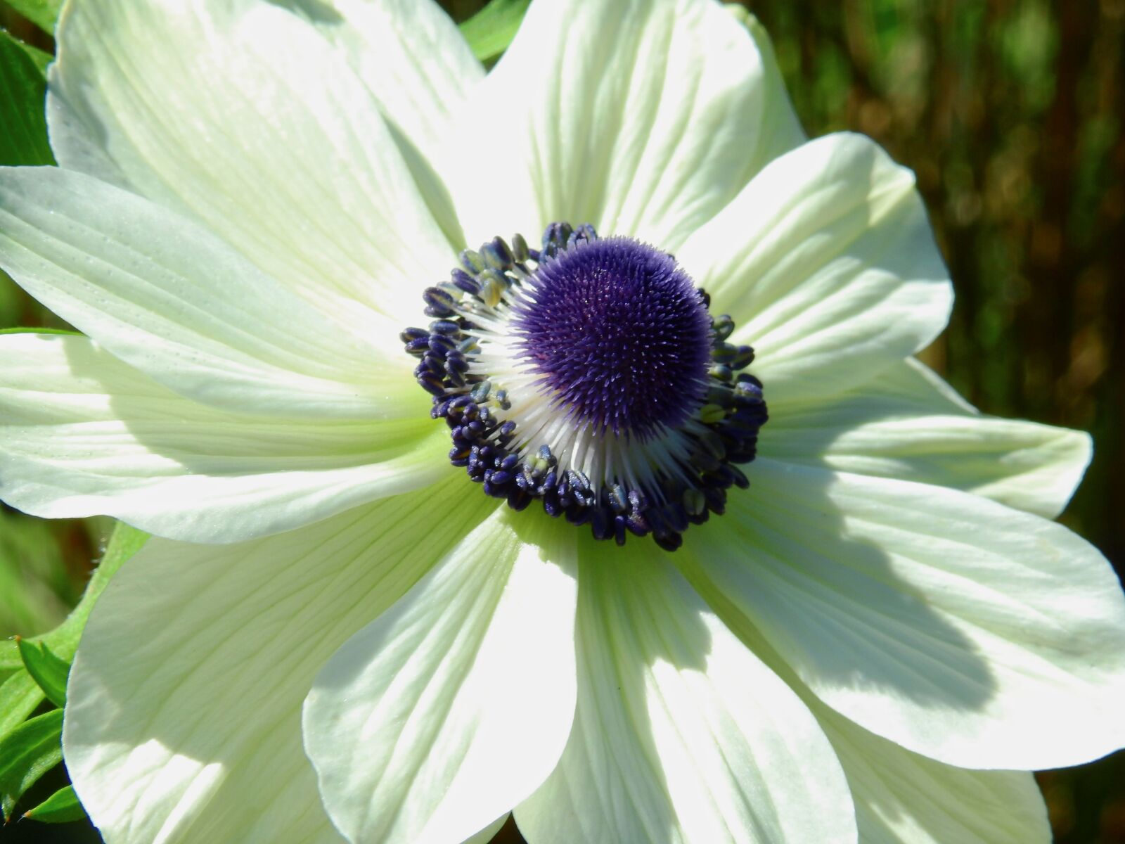 Nikon Coolpix P900 sample photo. Flower, blossom, bloom photography