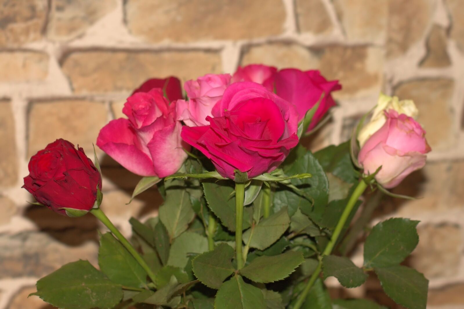 Canon EOS 1100D (EOS Rebel T3 / EOS Kiss X50) + Canon EF 50mm F1.4 USM sample photo. Roses, red, red rose photography