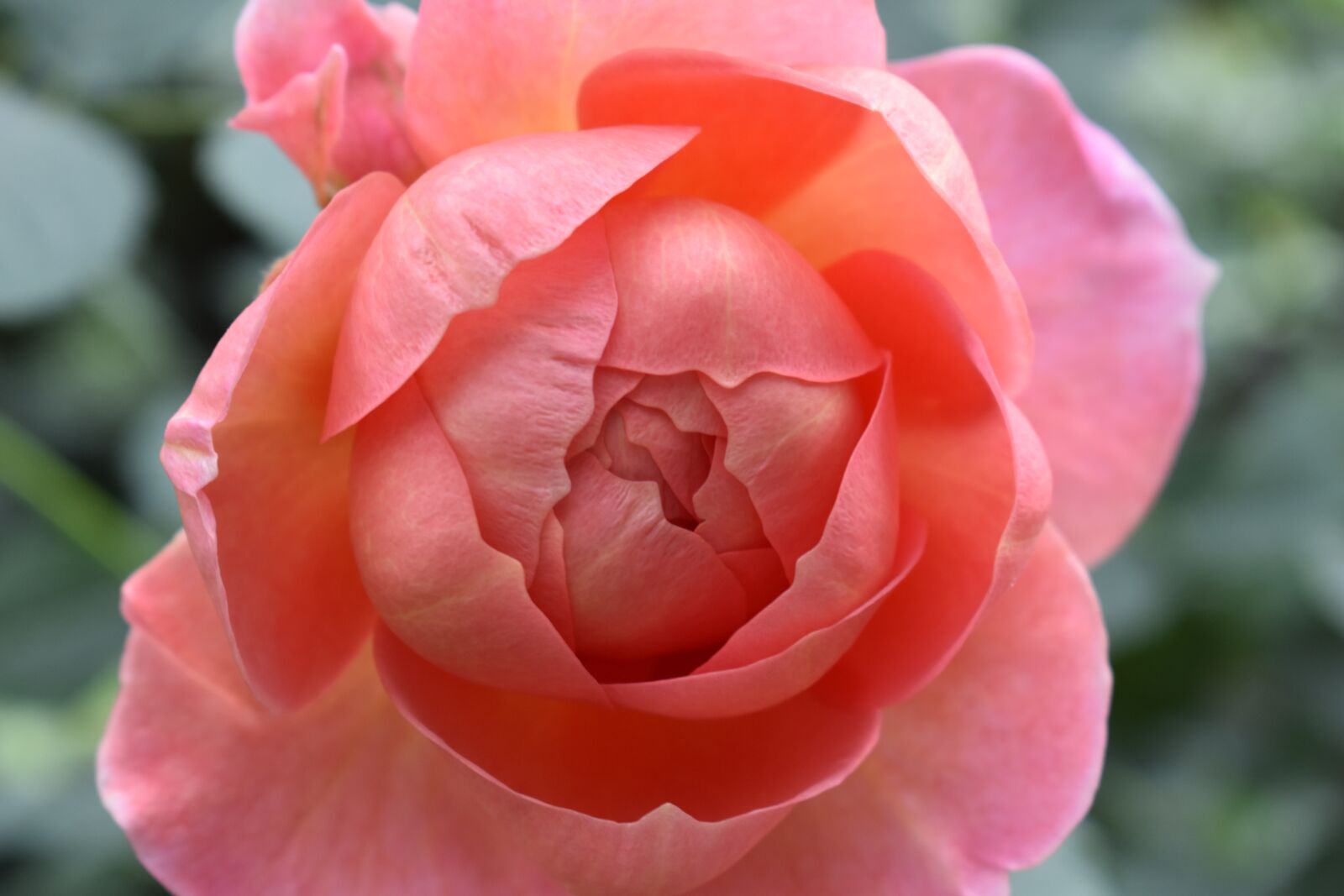 Nikon D3400 sample photo. Flower, rose, petal photography