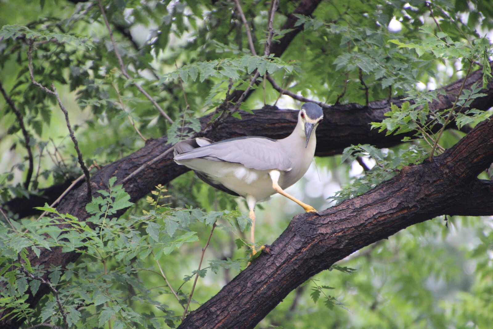 Canon EOS 600D (Rebel EOS T3i / EOS Kiss X5) sample photo. Night heron, perched night photography