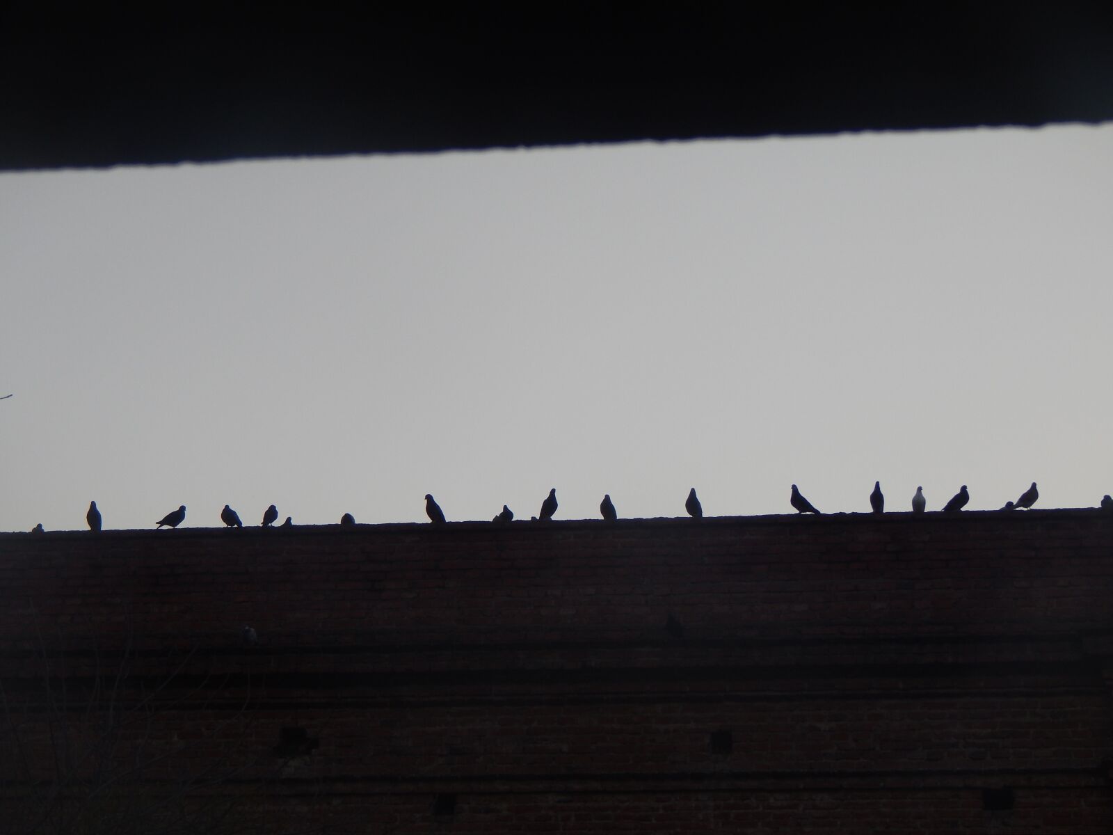 Nikon Coolpix L820 sample photo. Dawn, pigeons, figures photography