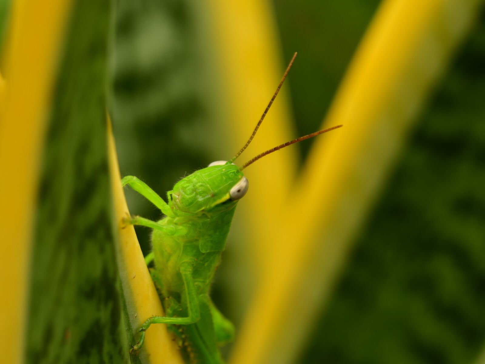 Nikon D500 sample photo. Grasshopper, green hopper, antenna photography