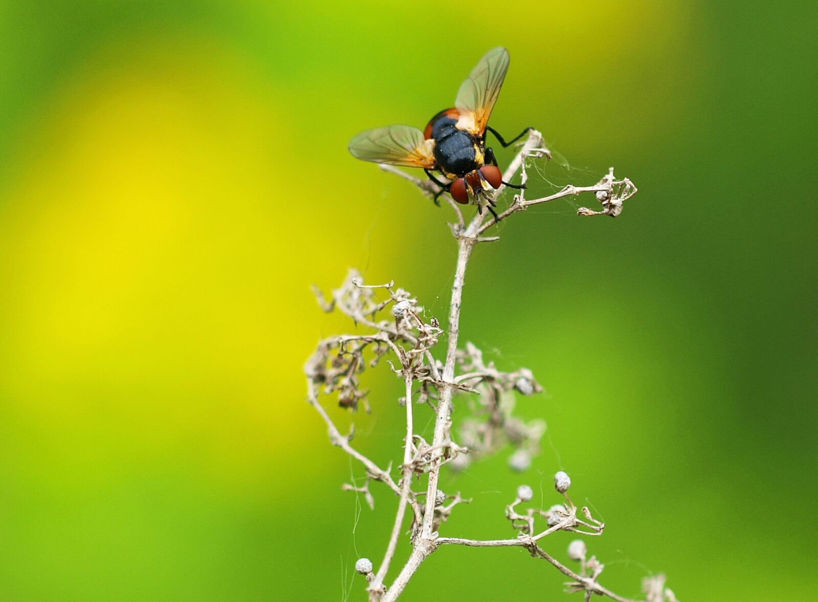 Olympus E-450 (EVOLT E-450) sample photo. Caterpillar fly, tachinidae, meadow photography