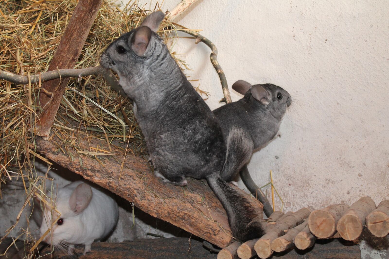 Canon EOS 1100D (EOS Rebel T3 / EOS Kiss X50) sample photo. Chinchilla, pet, animal photography