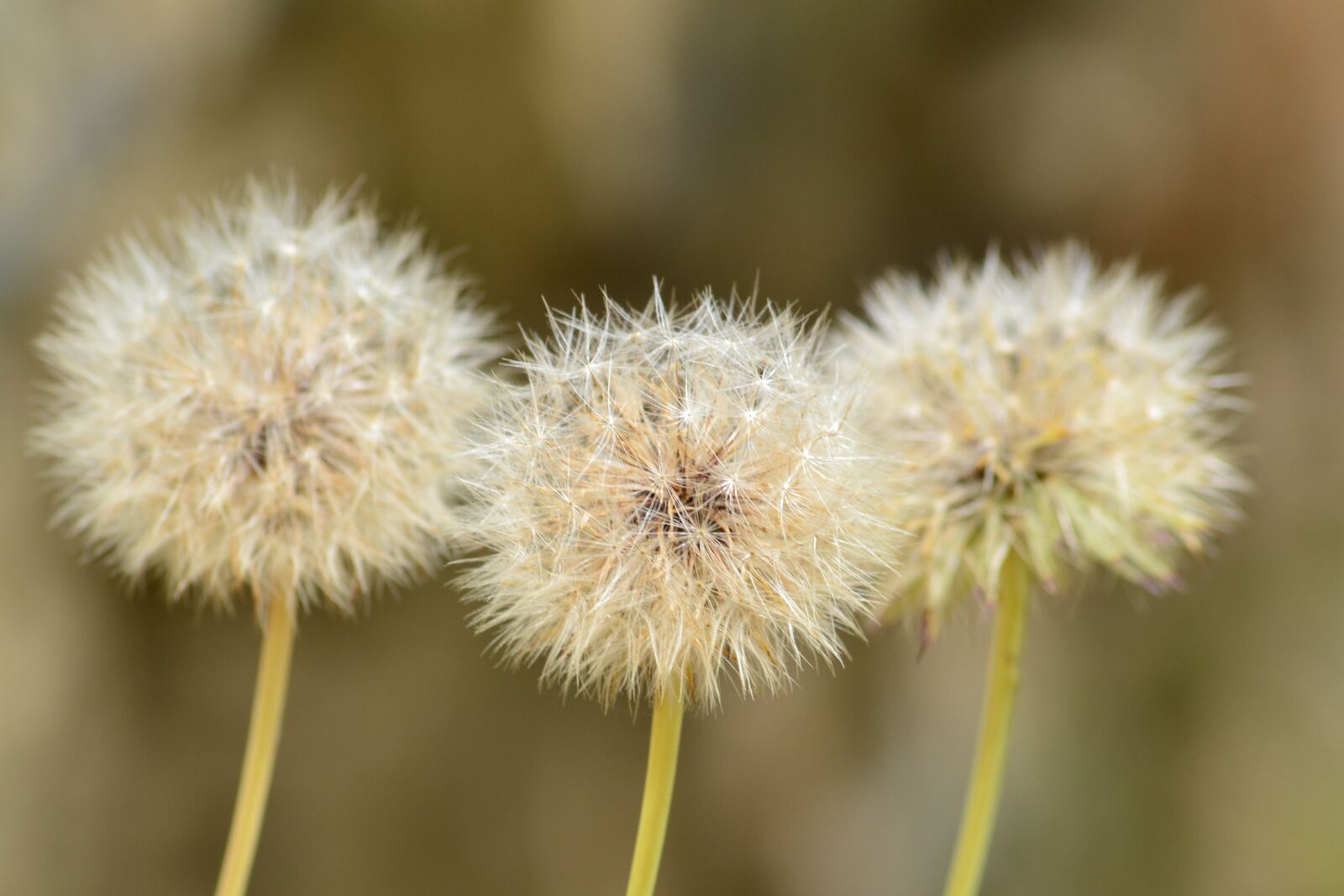 Nikon D3100 sample photo. Fluffy, white, dandelion photography