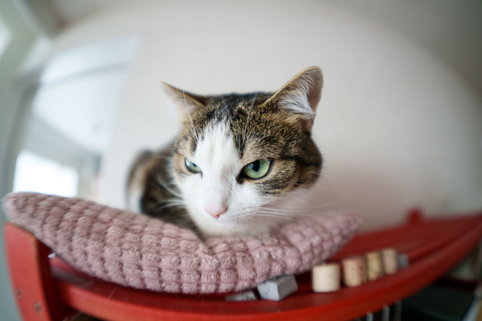 Sigma 15mm F1.4 DG DN Diagonal Fisheye Art sample photo. Cat is not amused photography