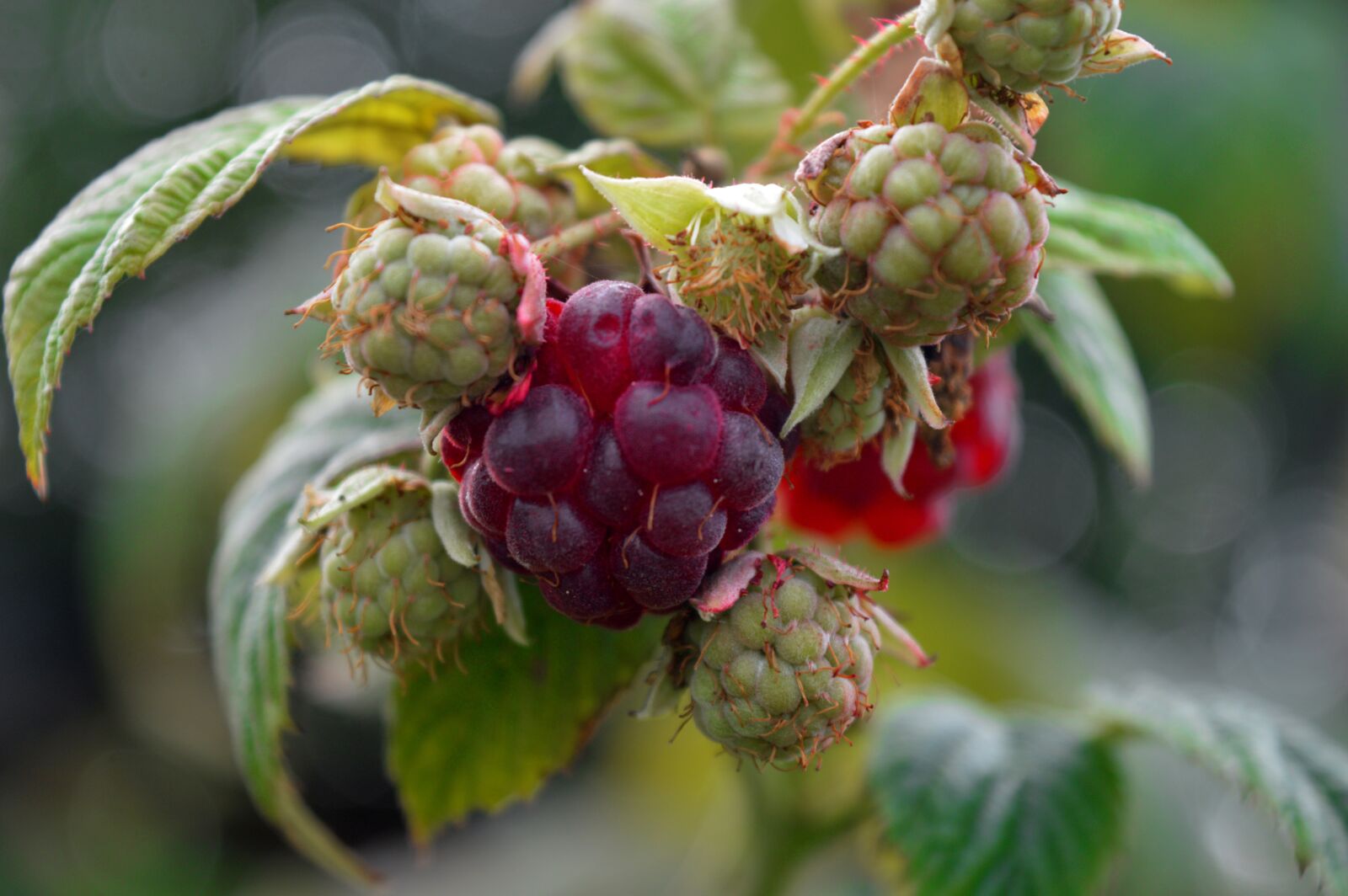 Nikon D3200 sample photo. Raspberries, red, green photography